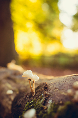 Close up small mushrooms on the fall tree with moss in autumnal forest in back sunset light. Seasonal nature details. Selective focus. copy spaceの写真素材