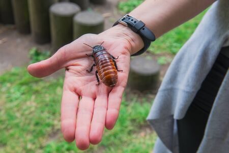 Unusual pets concept. Central American giant cave cockroach, Blaberus giganteus on the woman's hand.の写真素材