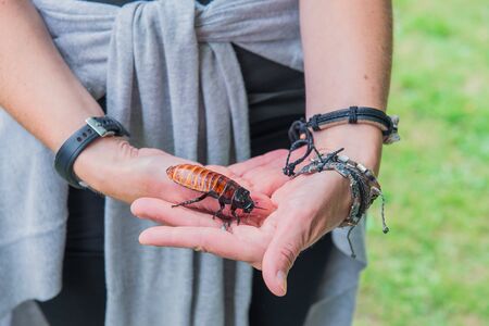 Unusual pets concept. Central American giant cave cockroach, Blaberus giganteus on the woman's hand.の写真素材