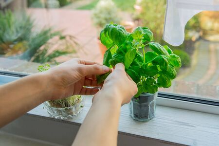 Man's hand picking leaves of greenery. Home gardening on kitchen windowsill. Pots of herbs with basil and watercress sprouts. Home planting and food growing. Sustainable lifestyle, plant-based foodsの写真素材