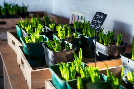 Potted flower sprouts for sale. Seedling flowers hyacinth in wooden box. Plants fo donations. Self service. Copy spaceの写真素材