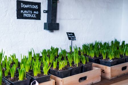 Potted flower sprouts for sale. Seedling flowers hyacinth in wooden box. Plants fo donations. Self service. Copy spaceの写真素材