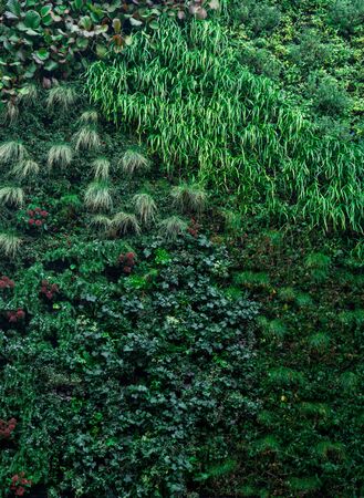 Green wall of different deciduous plants in the interior decoration. Beautiful vivid green leaf wallpaper and environment scene. Vertical cardの写真素材