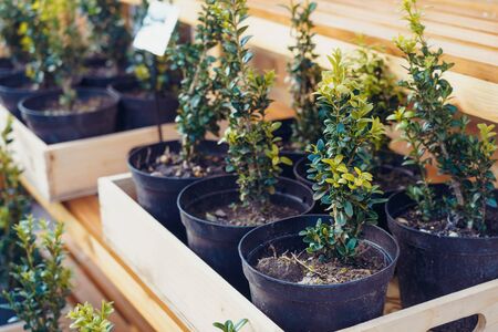A bunch of potted plants in wooden box growing inside a greenhouse nursery. Selective focus.の写真素材