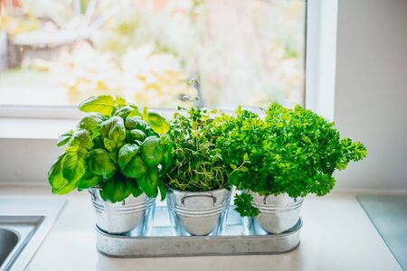 Organic, homegrown basil, parsley and thyme herbs in pots on the kitchen in front of the window. Home planting and food growing. Sustainable lifestyle, plant-based foods. Selective focus. Copy spaceの写真素材