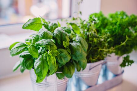 Selective focus homegrown basil, parsley and thyme herbs in pots on the kitchen in front of the window. Home planting and food growing. Sustainable lifestyle, plant-based foods. Copy space.の写真素材