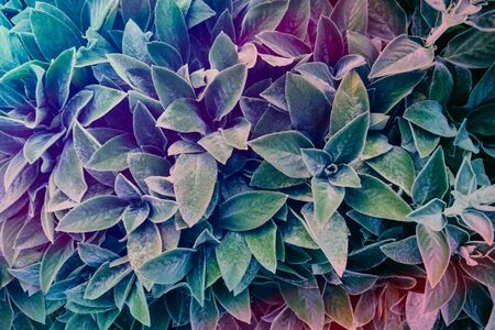 Neon, the holographic effect on green foliage background. Modern futuristic concept. Selective...