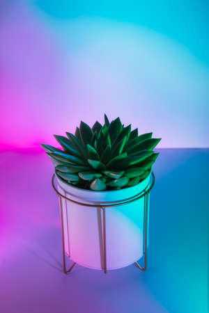 Large succulent in modern pot in vibrant gradient holographic colors light. Minimal art concept....