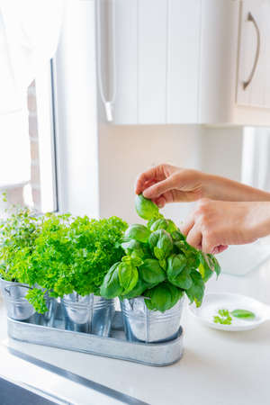 Close up womans hand picking leaves of basil greenery. Home gardening on kitchen. Pots of herbs with basil, parsley and thyme. Home planting and food growing. Sustainable lifestyle, plant-based foodsの写真素材