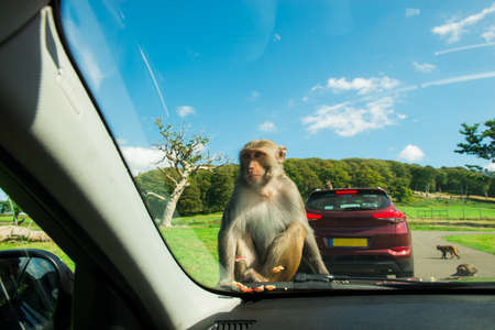 Monkeys sitting on front hood of a car and eating apple. Visiting of Safary park, contact zoo. Selective focus, copy space.の写真素材