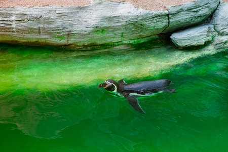 Penguin swiming In Zoo pool. Safari park. Selective focus.の写真素材