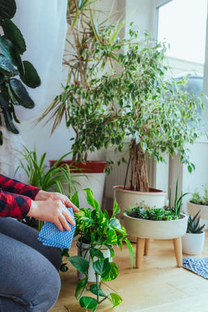 Close up female hands taking care of home plants and wipes leaves sitting on the floor. Home gardenning and slow living practice. Biophilia lifestyle. Selective focus. Copy spaceの写真素材