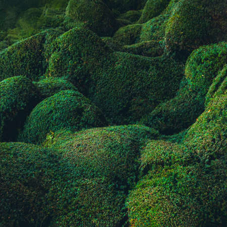 Abstract waved and hilly green plants background. Biophilia concept. Nature, bio design. Square card. Selective focus, copy space.の写真素材