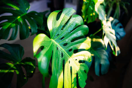 Exotic tropical green Monstera palm leaves with water drops in sunlight. Home gardening background. Trendy home urban jungle space. Monstera deliciosa foliage plant. Selective focus. copy space.の写真素材