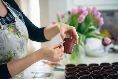 No face woman putting stickers notes on small pots with planted seeds at home kitchen. Preparing for new kitchen garden season. Sowing seeds. Soft selective focus, copy space.の写真素材