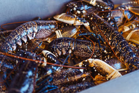 Showcase with fresh live lobsters on a fishmonger stall in seafood store. Selective focus. Copy space.の写真素材