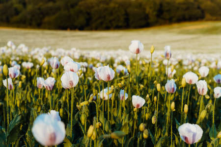 Pink Opium Poppy field in a rural landscape in sunny day. Selective focus.の写真素材