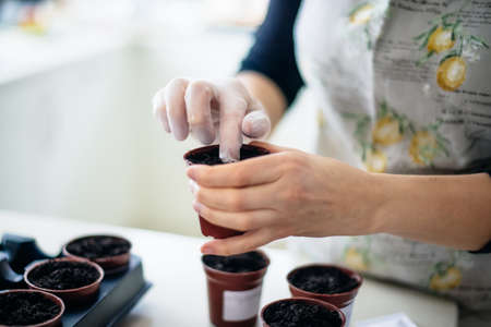 No face woman planting seeds in small pots at home kitchen. Preparing for new kitchen garden season....