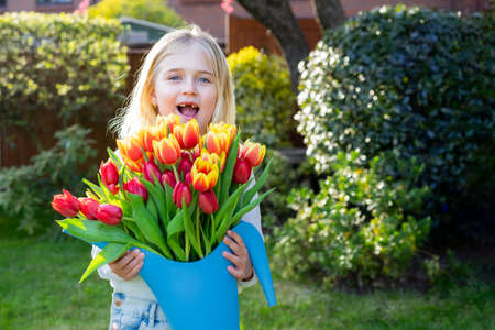 Cute adorable smiling toothless little girl with a huge bunch of tulips in the watering can. Picking flowers for gift bouquet in the garden. Mothers day, Birthday surprise. Happy childhood.の写真素材