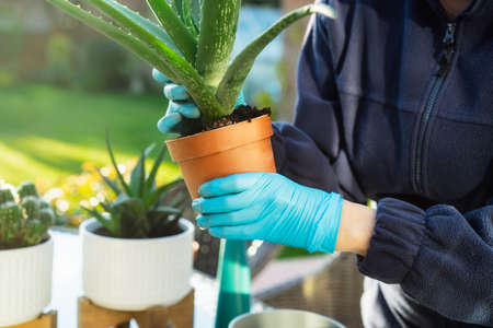 Womans hands in gloves transplanting aloe plant a into a new pot outdoors. Home gardening and plants care. Selective focus, copy space.の写真素材