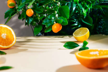 Citrus slices of orange and lemon fruits with green leaves on neutral beige surface with blooming tangerine tree background. Frame with copy space. Juicy mockup.の写真素材