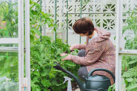 A Woman cutting tomato plants in the greenhouse. Food growing and gardening activity. Eco friendly,...