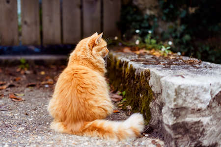 Back view well-fed ginger cat sits outdoors on a rock patio near the wooden fence with fallen leaves around. Autumn, fall mood. Home pets walking outside. Soft, selective focus.の写真素材