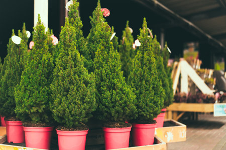 Sale of potted Christmas tree in the garden center. Eco-friendly holidays concept. Selective focusの写真素材