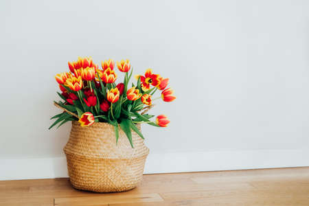 Straw bag basket with a bunch of fresh red and yellow tulips on the floor with white wall background. Gift for holiday, birthday, 8 March, Mother's Day, Valentine's day, Women's Day. Copy space.の写真素材