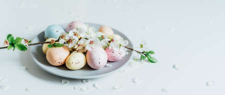 Colored Easter eggs and blooming tree branch on the gray plate with flower petals on the white...