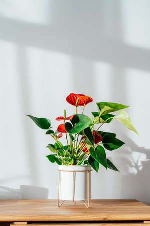 House plant red Anthurium in modern white flower pot on a wooden console under sunlight and shadows on a white gray wall. Biophilia in minimalist Scandinavian style living room design. Vertical card.の写真素材