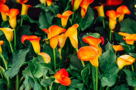 Rare orange flowers of Zantedeschia, calla lilies with dark green leaves. Beautiful flowers for exotic botanic background. Selective focus.の写真素材