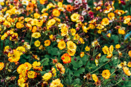 Yellow Geum flowers in garden or park, garden center. Ideas for gardening and planting in a new...