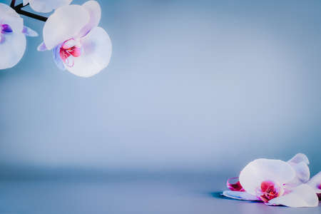 Beautiful floral background. White phalaenopsis orchids on a light blue background. Pastel colors. Tropical flower, branch of orchids. Mockup with copy space. Selective focusの写真素材