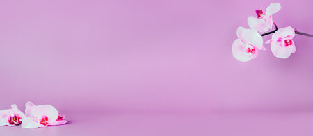 Beautiful floral background. White and pink phalaenopsis orchids on a pink background. Pastel...