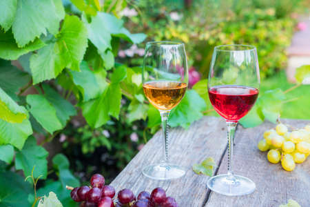 Glasses with white and red wine and grape berries on the wooden table in the vineyards, winery with green leaves background. Wine tasting, Degustation. Selective focus, Copy spaceの写真素材