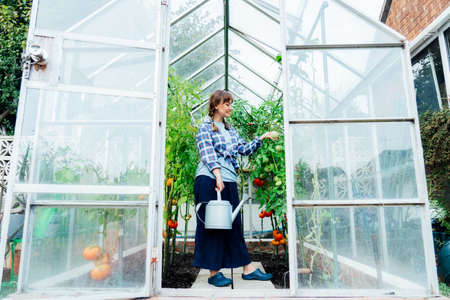 Young woman with watering can takes care kitchen garden. Watering tomatoes in green house. Growing organic vegetables. Cottagecore lifestyle. The concept of food self-sufficiency. Selective focus.の写真素材