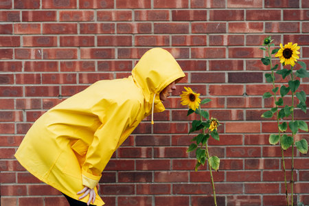 Woman in the yellow raincoat sniffing decorative sunflower growing near brick wall. Love nature. Nature in urban life. Color concept. Selective focus.の写真素材