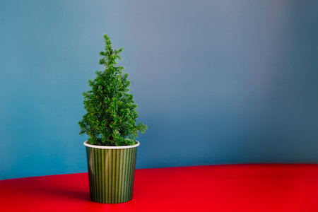 Pretty small natural Christmas tree without decorations in a pot on bright red and blue background....