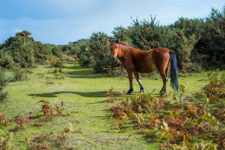 Bay horse looking to the camera while walk on the forest valley with bushes and ferns on a sunny day. Selective focus, copy space.の写真素材