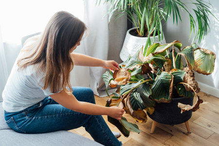 Young upset, sad woman examining dried dead foliage of her home plant Calathea. Houseplants diseases. Diseases Disorders Identification and Treatment, Houseplants sun burn. Damaged Leavesの写真素材