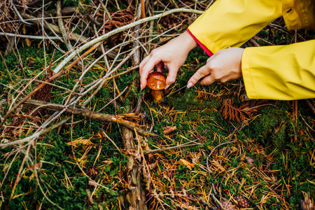 Mushroom picking season. Close up of young woman with knife cutting mushroom in autumn forest. Leisure concept. Seasonal Food gathering. Selective focus. Copy space.の写真素材
