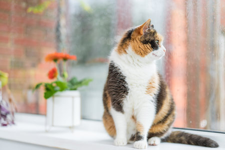 Multicolored cat sitting on a windowsill with potted house plants and looking out the window as it rains in the yard. Rainy day at home, wet glass with drops. Seasonal romantic mood. Selective focusの写真素材