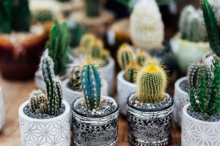 Collection of various cactus plants in different pots in the plant store. Potted cactus house plants. Fashion trend in home design. Home gardening concept. Biophilia. Selected focus.の写真素材