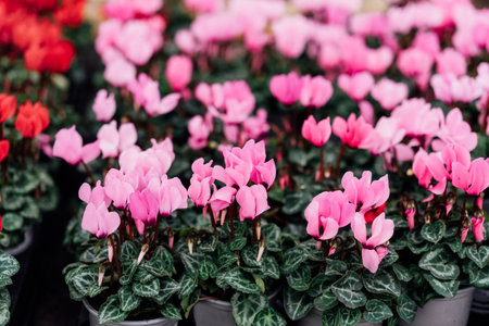 Seasonal blooming winter flowers. Close up pink and red cyclamen flowers in a pots in the garden store center. Gardening hobby, Selective focus, copy space.の写真素材