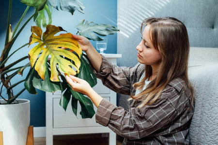 Young upset, sad woman examining dried dead foliage of her home Monstera plant. Houseplants diseases. Diseases Disorders Identification and Treatment, Houseplants sun burn. Damaged Leavesの写真素材