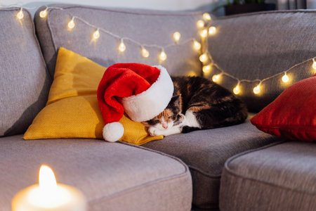 Multi Colored relaxed sleeping cat lying on the bright cushions on a gray sofa in a Santas hat. Christmas cosy home mood. Winter, festive Xmas holidays. Symbol of the year. Selective focusの写真素材