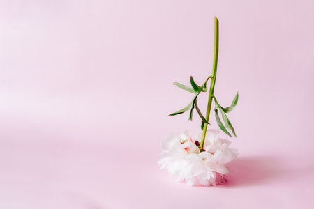 Pink peony flower standing upside down on pink background. Floral card design, simple modern minimal flowers concept. Trendy floral minimalism. Selective focus. Copy space.の写真素材