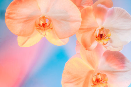 Floral background of tropical orchids. Close up orchids in soft mixed pastel color style. Pink, blue...