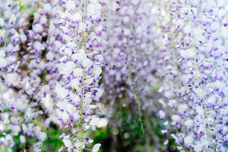 Close up purple blooming Wisteria flowers. Beautiful wisteria trellis blossom in spring. Chinese and Japanese park. Selective focus, copy space.の写真素材